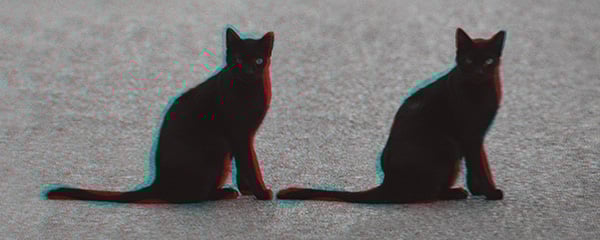 two black cats representing deja vu